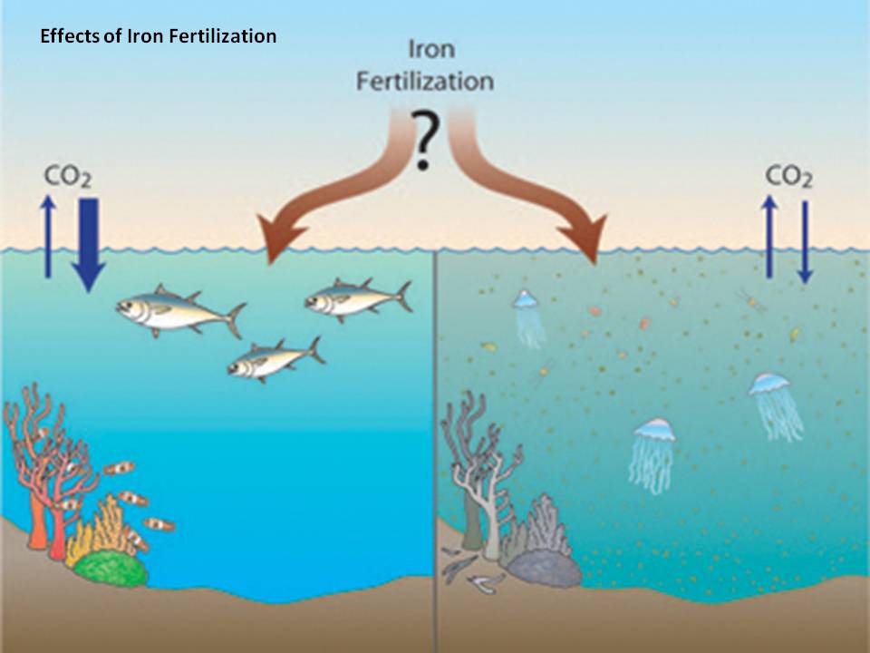 iron fertilization