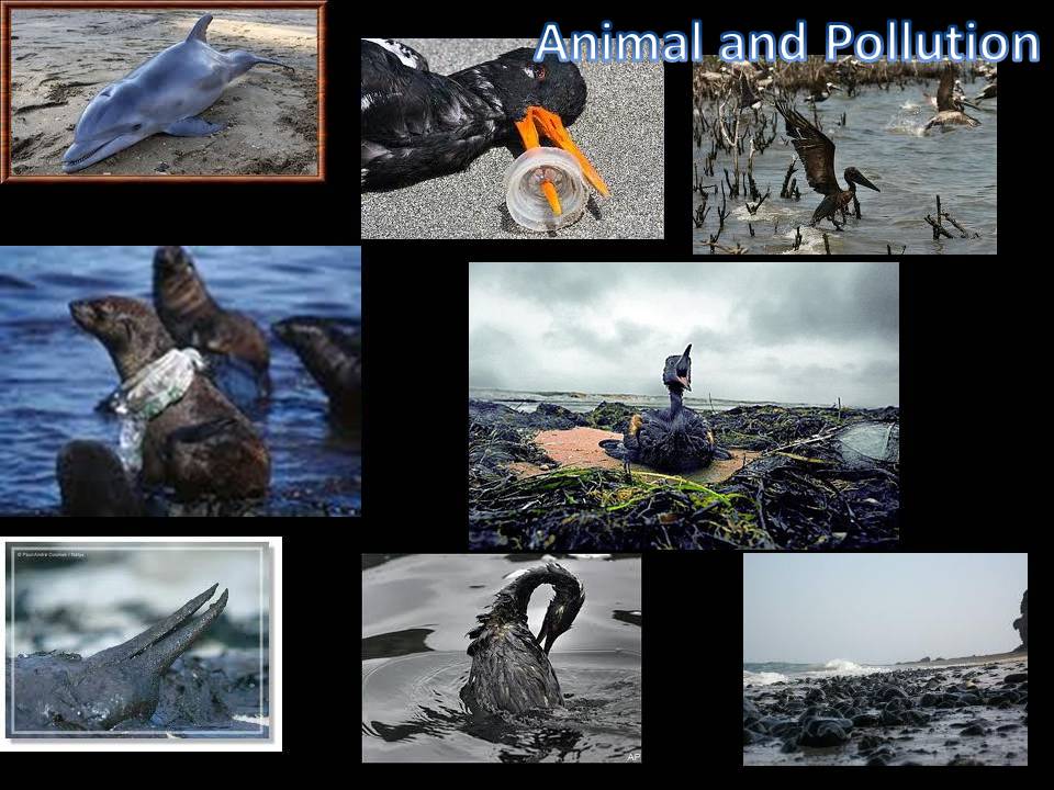 animal and pollution | SIMCenter
