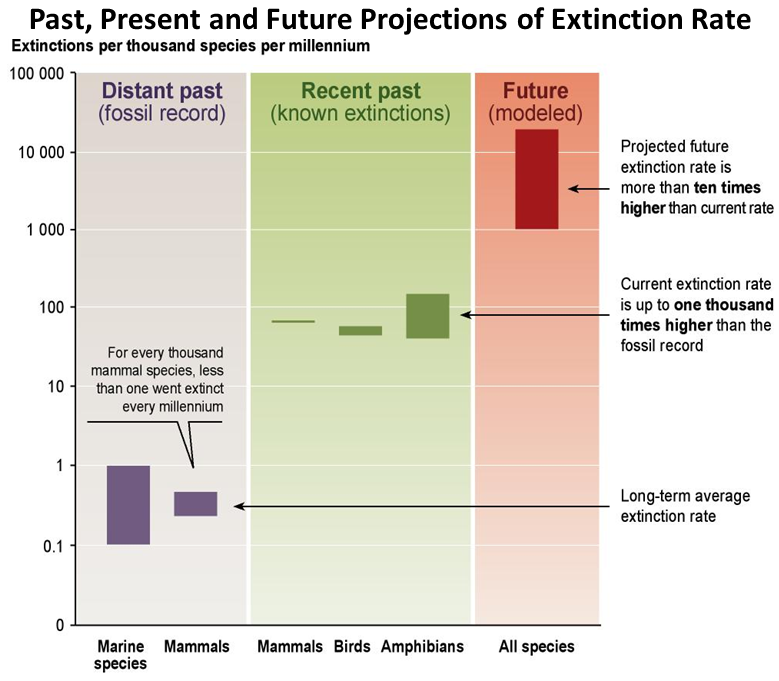 Past, Present and Future Projection of Extinction Rate