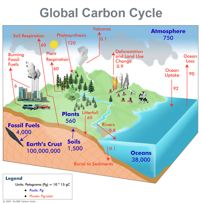 Global Carbon Cycle