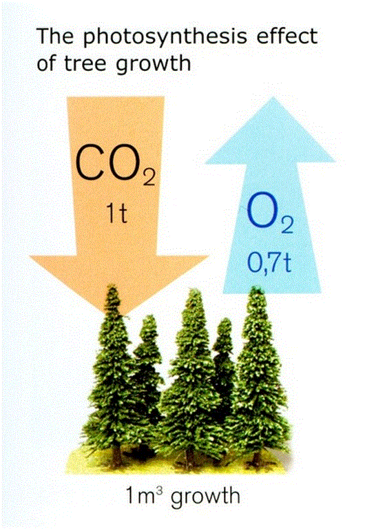 The photosynthesis effect of tree growth