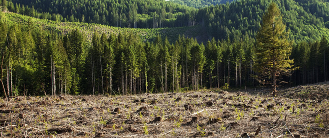 China’s Reforestation Programs: Big Success or Just an Illusion?