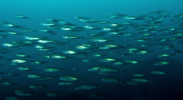 In Mackerel's Plunder, Hints of Epic Fish Collapse In Mackerel's Plunder, Hints of Epic Fish Collapse