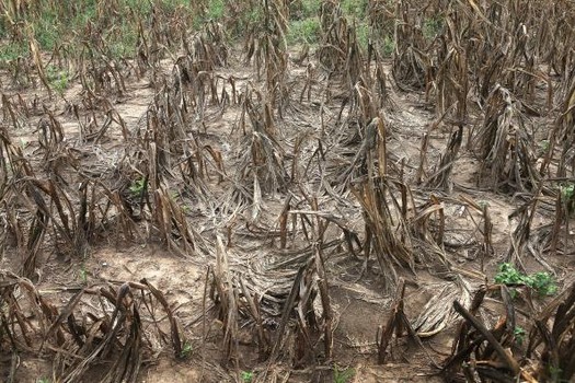 Thousands of fish die from heat wave as scientist blames climate change Thousands of fish die from heat wave as scientist blames climate change