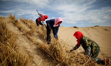 Farm workers in Yinchuan, China. Most of the world's available land is already being farmed, the UN report said. Photograph: Feng Li/Getty Images Farm workers in Yinchuan, China. Most of the world's available land is already b
