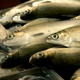 fish