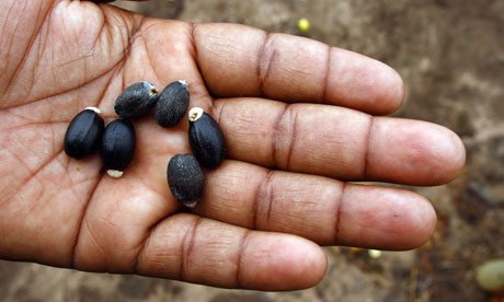 A worker shows Jatropha seeds in Manica province