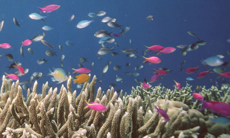 The Global Partnership for Oceans is a political boost for the world’s over-fished, heavily polluted and increasingly warming oceans. Photograph: James Cook University/AFP/Getty Images The Global Partnership for Oceans is a political boost for the world’s over-fish