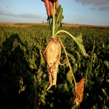 French farmer holding beet